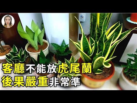 棒葉虎尾蘭風水|虎尾蘭擺放位置與風水學意義